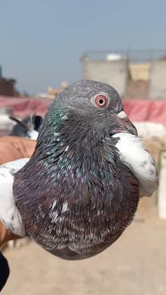 Top quality wali breeder female 0