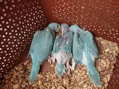 3 pcs BLUE RINGNECK chicks 0
