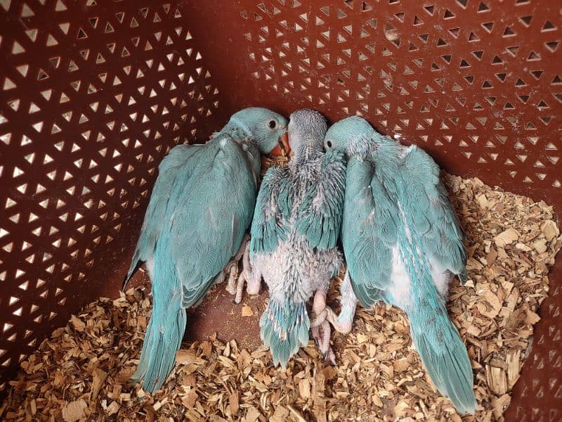 3 pcs BLUE RINGNECK chicks 0