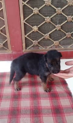 German shepherd longcoat pups for sale