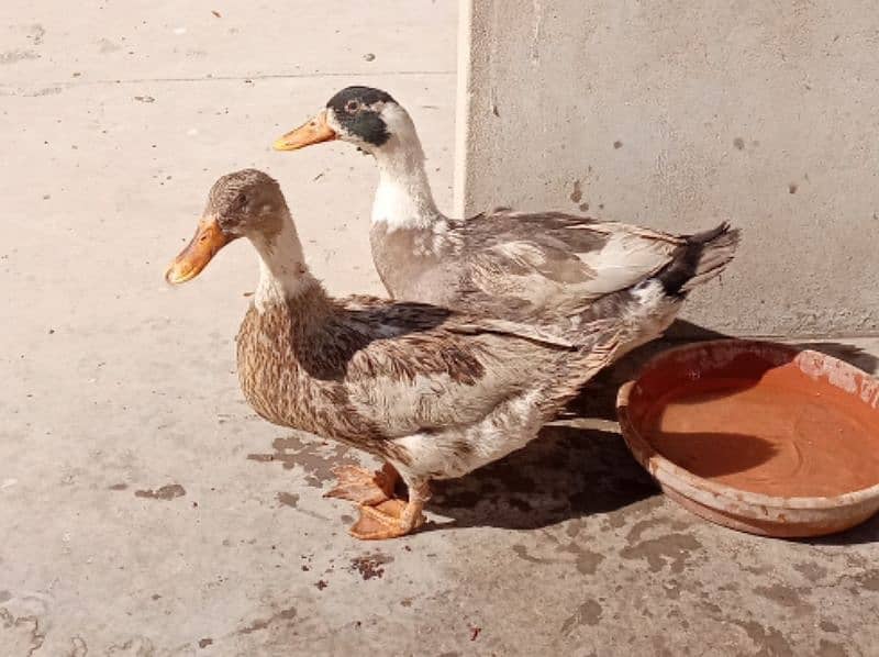 Duck. 0