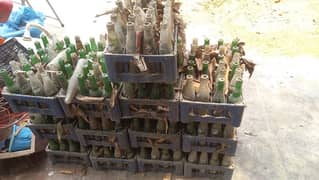 crates & empty glass bottles