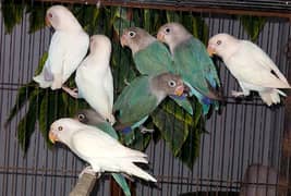 Abilno red eye split or blue fisheri split or hogoromo o red eyebudgie