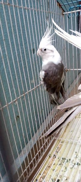 4 parrot for sale 2
