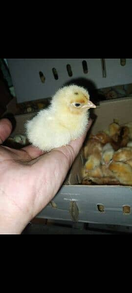 1 day Golden misri chicks for sale 0
