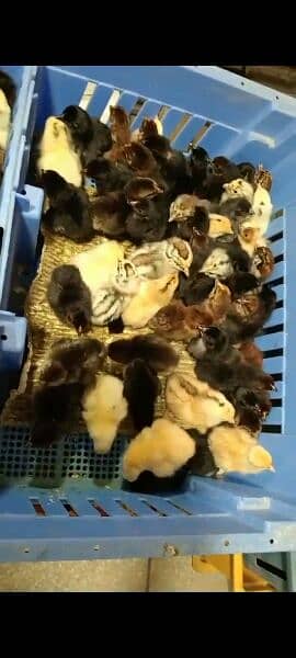 1 day Golden misri chicks for sale 1