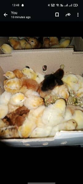 1 day Golden misri chicks for sale 2