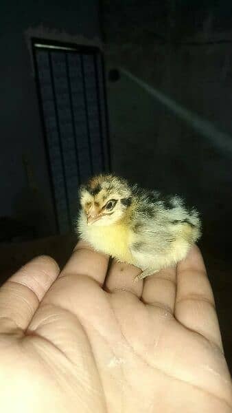 1 day Golden misri chicks for sale 3