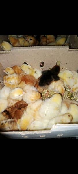 1 day Golden misri chicks for sale 4