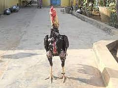 Pure Aseel Java Rooster Mianwali Blood Line