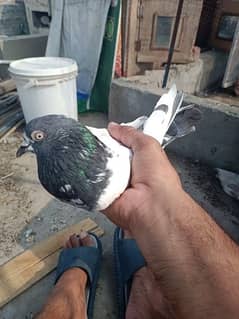 7 breeder pigeon for sale