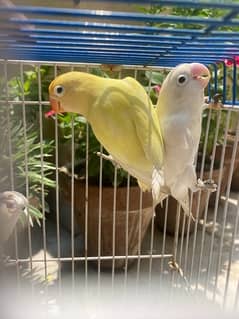 lovebird