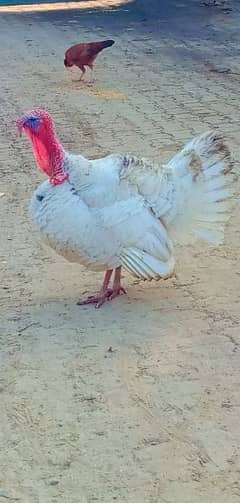 breeder Turkey