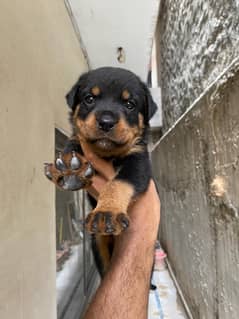 Rottweiler female pup ( show quality)