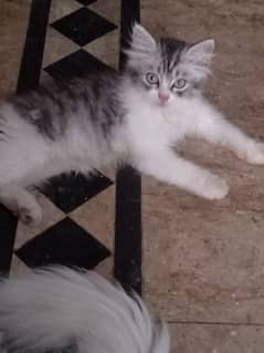 kitten for sale home breed