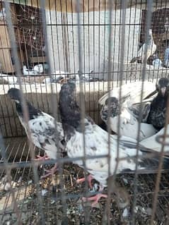 baby pigeons for sale,Rs=1000 per