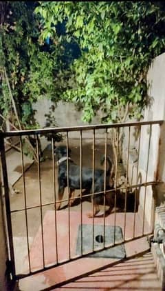 rottweiler for sale male