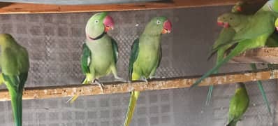 Raw parrot breeder pair ha male talking bhi karta ha