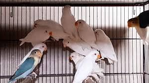 Albino / Opline / Parblue/ Love Bird/ Cage/ USE BOX