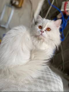 Persian male and female available 03159317915