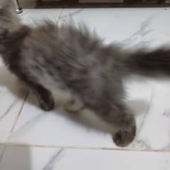 3 month old persian pair urgent for sale.