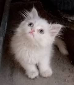 persian kitten 72 days blue eyes