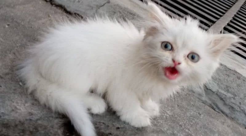 Persian Kitten 86 Days Blue Eyes - Cats - 1089397329