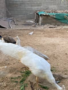 peacock white pair for sale