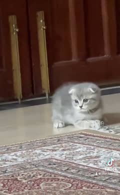 scottish fold kittens available