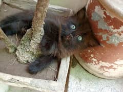 Persian kitten black beauty with blue eyes