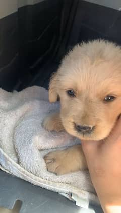 golden retriever puppy for sale