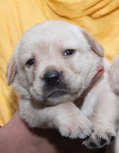 labrador puppy female or male are available contact 03077447780