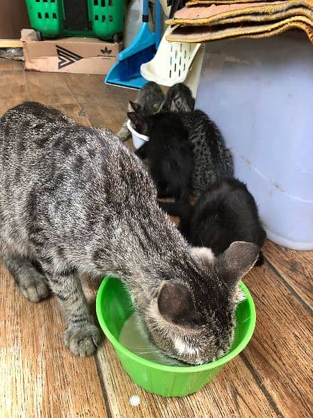 cats for sale 2