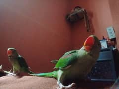 this is vary improt this parrots and this is parrots name cho and cha