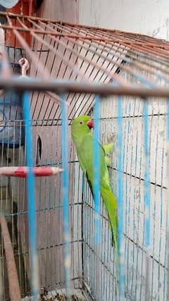 Green Parrot for Sale