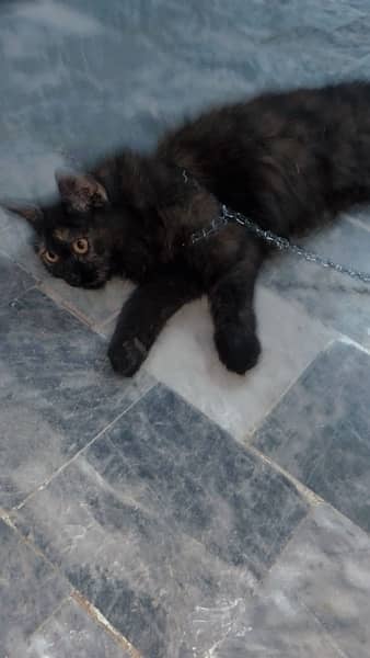 Persian cat for sell 6000 1