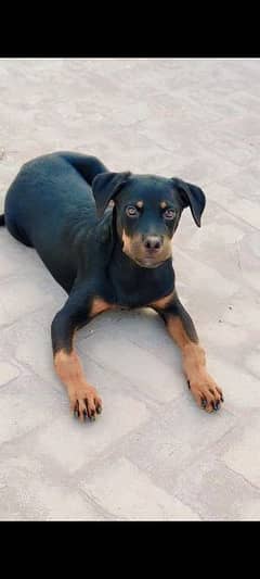 Rottweiler female pedigree