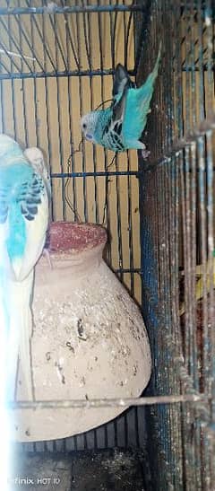 hogromo crusted male and simple blue female pair for sell