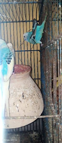 hogromo crusted male and simple blue female pair for sell 0