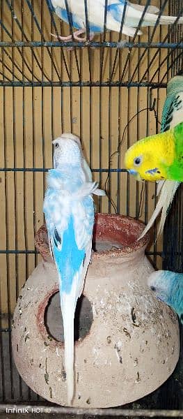 hogromo crusted male and simple blue female pair for sell 1