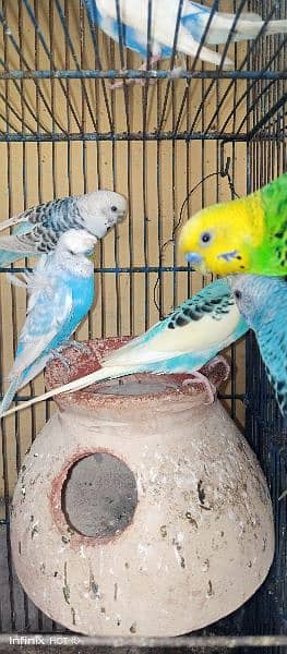 hogromo crusted male and simple blue female pair for sell 2