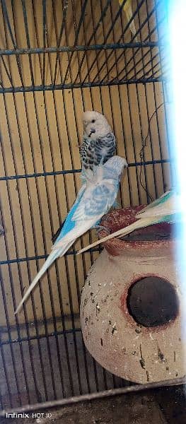 hogromo crusted male and simple blue female pair for sell 3