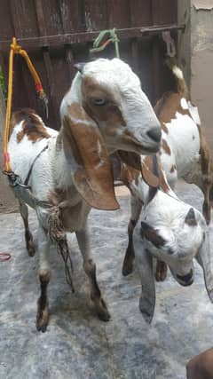 Teddi Goat Kids Male & Female Pair 6 months ٹیڈی بکری کے بچوں کی جوڑی