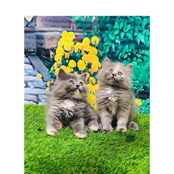 Persian hamalian british punch face piki face cat's and kitten's 0