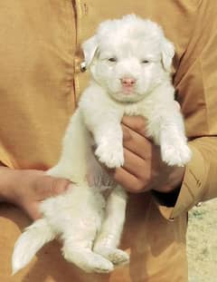 Russian puppies male for sale