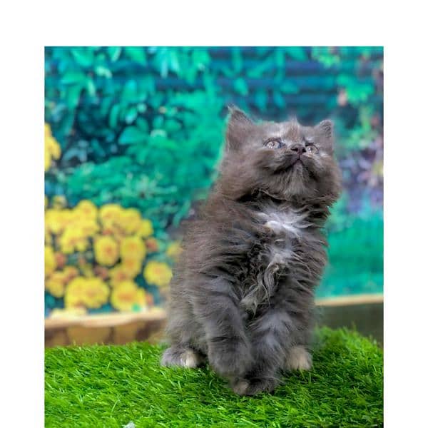 Persian hamalian british punch face piki face cat's and kitten's 3