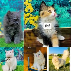 Persian hamalian british punch face piki face cat's and kitten's