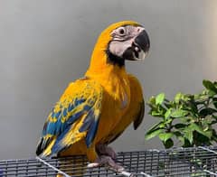 Opaline Macaw , Macaws , Cockatoos and African Greys .