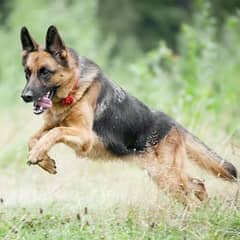 German shepherd