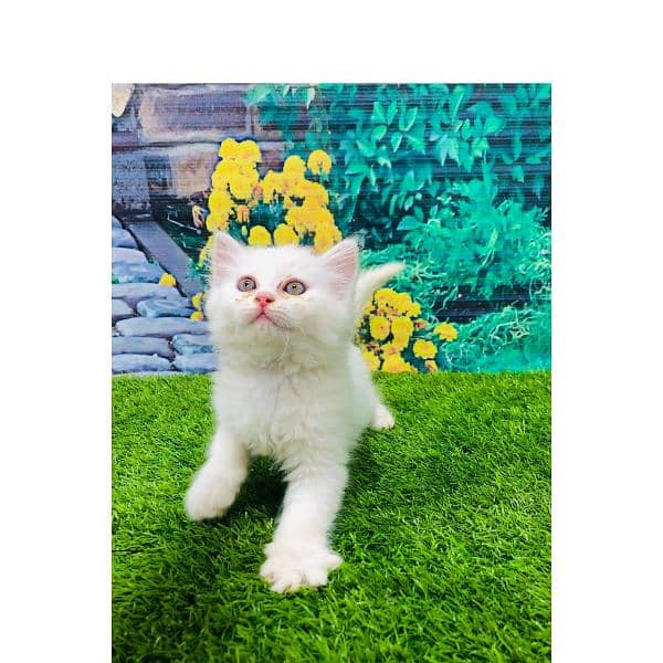 Persian hamalian british punch face piki face cat's and kitten's 4